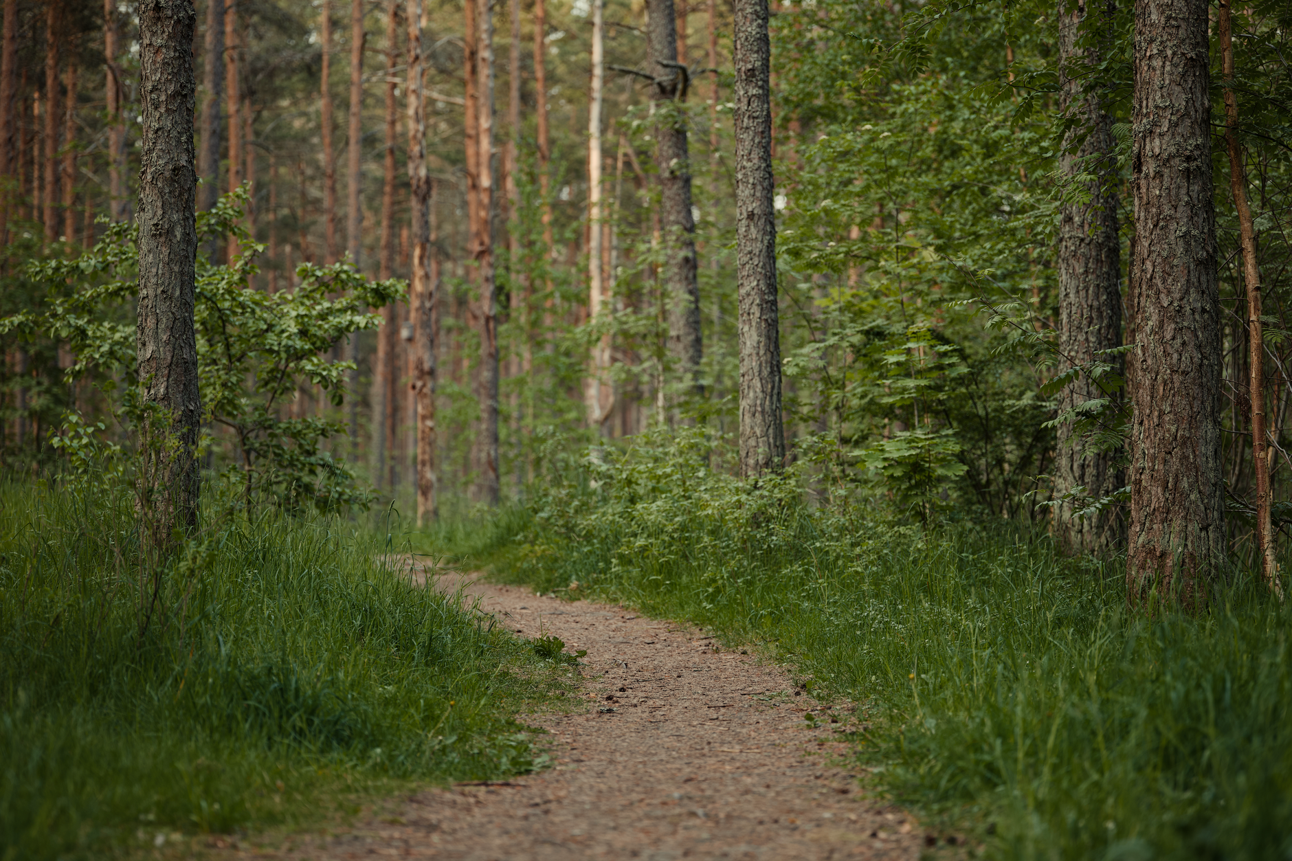 Forest Path